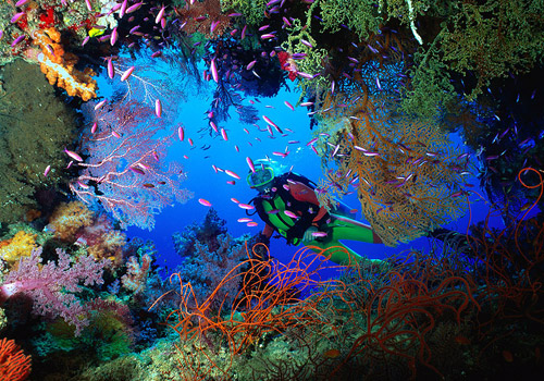 raja ampat coral