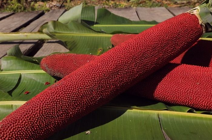 Red Fruit, a Prehistoric Plant from Papua Island