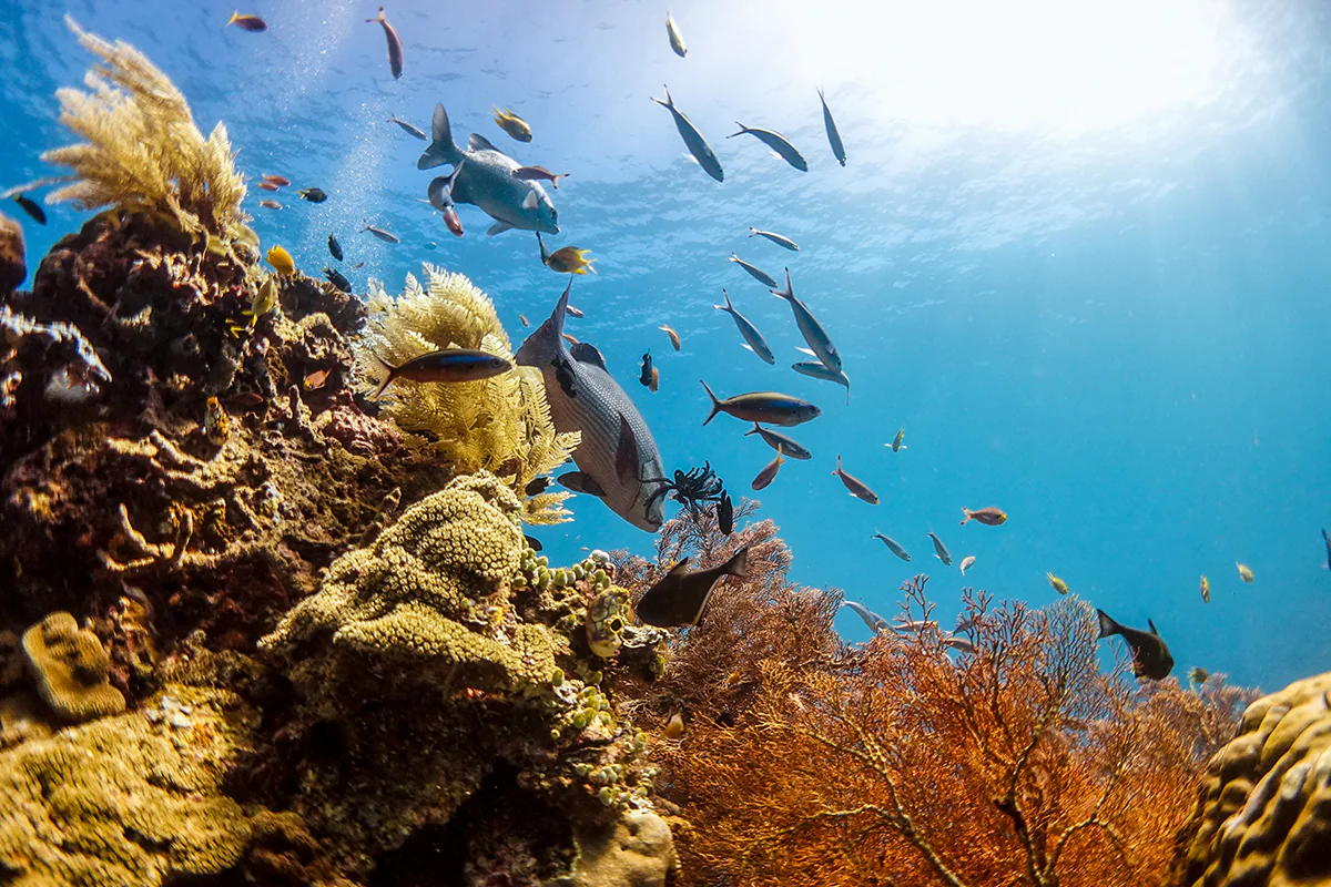 The Epicenter of Marine Life: Discovering Raja Ampat