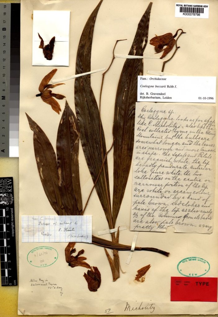 Which is the Original Papuan Black Orchid? papua black orchid