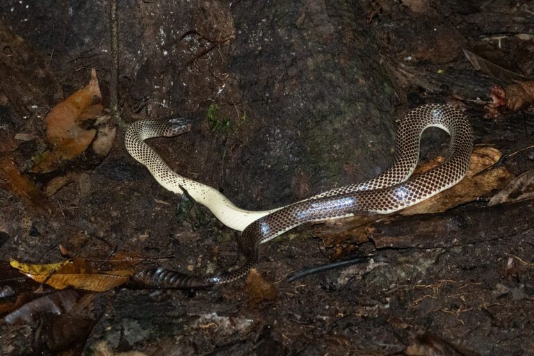 Papuan White Snake, Beautiful and Deadly
