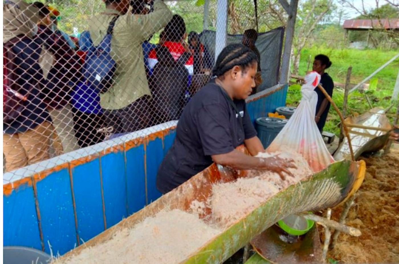 The Ancient Legacy of West Papua Sago