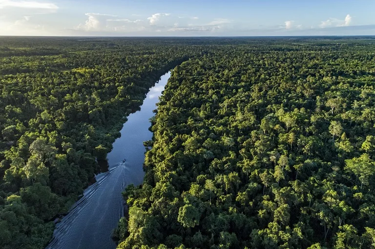 An aerial drone view of a dense, lush tropical rainforest in West Papua, showing a thick green canopy with light mist over the mountains and a small river flowing through the trees.