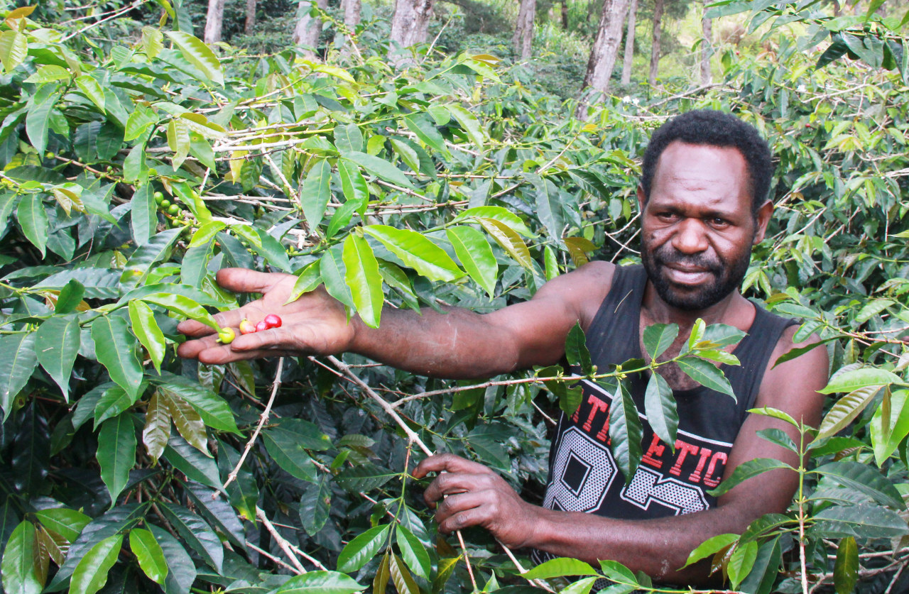 Papuan farmer smiles while holding a branch of ripe red cherries from a West Papua Coffee tree on a mountain plantation.